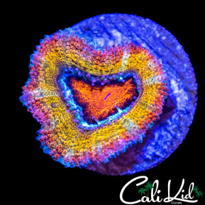 ULTRA RAINBOW ACAN