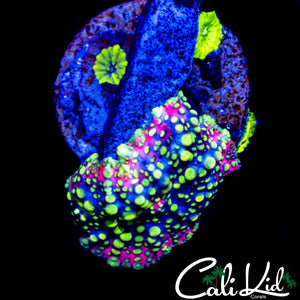 SPIDER BOT SHROOM W/ BABIES