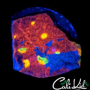 RAINBOW CHALICE CHUNK
