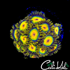 RASTA ZOA MINI COLONY