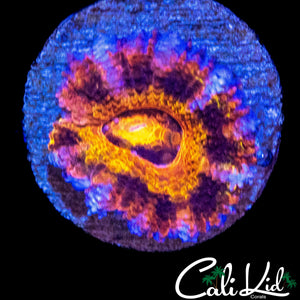 RARE LEOPARD ACAN