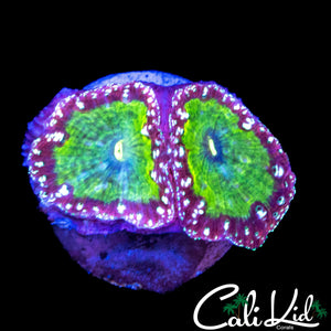 TRI COLOR BLASTO DOUBLE