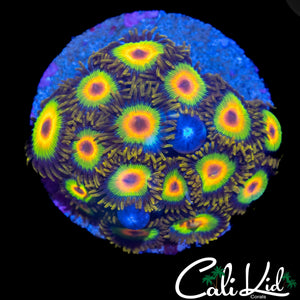 RASTA ZOA COLONY