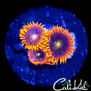 CK UNRELEASED ZOA TRIPLE