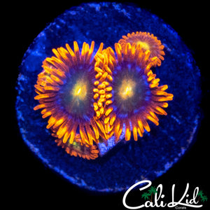 CK UNRELEASED ZOA QUAD