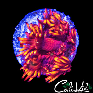 CK FIRE & ICE GONI