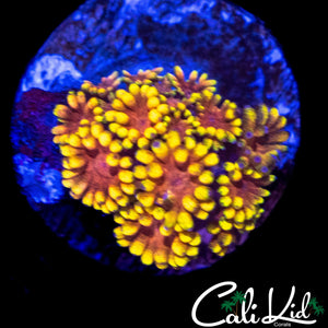 TEQUILA SUNRISE GONI