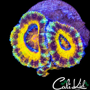 SUPER RARE RAINBOW ACAN TRIPLE (TRUE YELLOW)