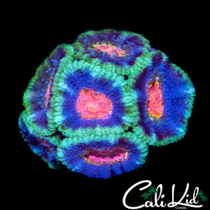 PINL EYE MICRO MINI COLONY