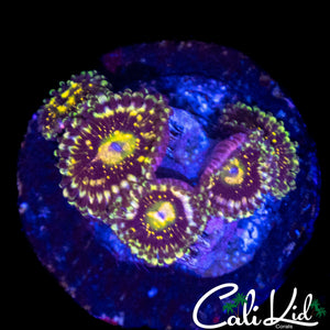 MYSTERY ZOA MINI COLONY