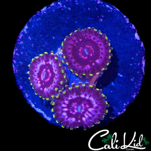 CK BLIMPIE ZOA TRIPLE