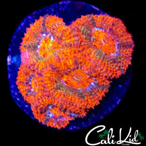 ULTRA MICRO MINI COLONY