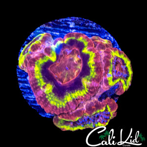 BLACK HOLE SUN ACAN MINI COLONY