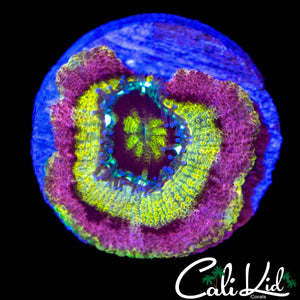 RAREST RAINBOW ASIAN ACAN