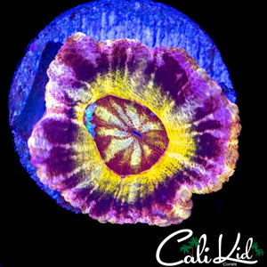 INSANE ASIAN ACAN