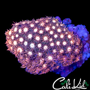 ULTRA RAINBOW GONI COLONY