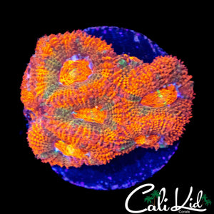 ULTRA STRIPE MICRO MINI COLONY
