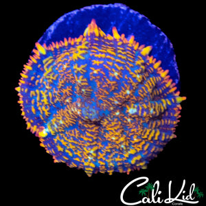 RAINBOW RHODACTIS
