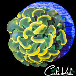 YELLOW LEPRECHAUN BRANCHING HAMMER