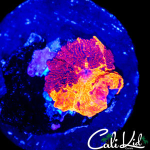 BEAUTIFUL ECLECUS MUSHROOM