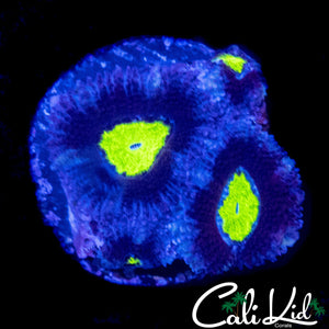 YELLOW EYE MICROMUSSA