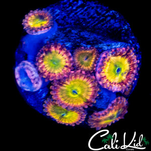 MYSTERY ZOA MINI COLONY