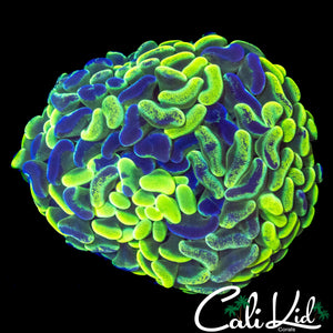 SPLATTER BRANCHING HAMMER