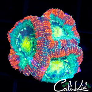 RARE ASIAN ACAN TRIPLE