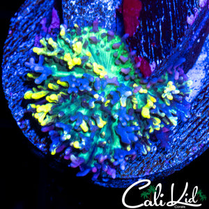 SUPER BRIGHT MAGIC CARPET SHROOM