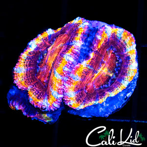 ULTIMATE RAINBOW ACAN DOUBLE