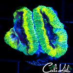 RASTA ACAN DOUBLE
