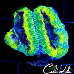 RASTA ACAN DOUBLE