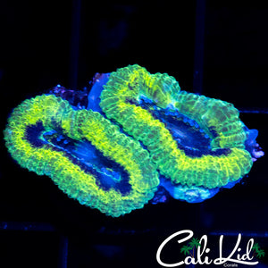 RASTA ACAN DOUBLE