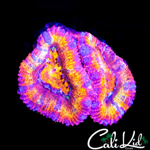 RAINBOW ACAN DOUBLE
