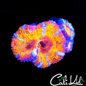 ULTIMATE RAINBOW ACAN TRIPLE