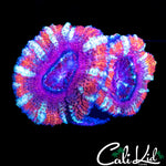 WHITE STRIPE ACAN DOUBLE