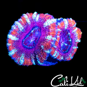 WHITE STRIPE ACAN DOUBLE