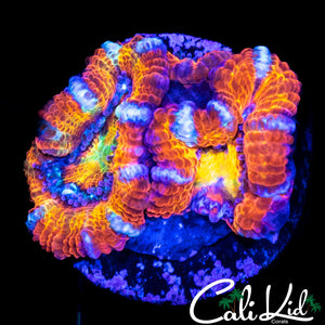 RAINBOW EYE ACAN DOUBLE