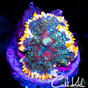 TRI COLOR RHODACTIS