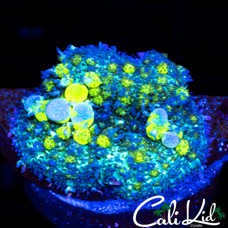 BIO HAZARD TYPE BOUNCE SHROOM