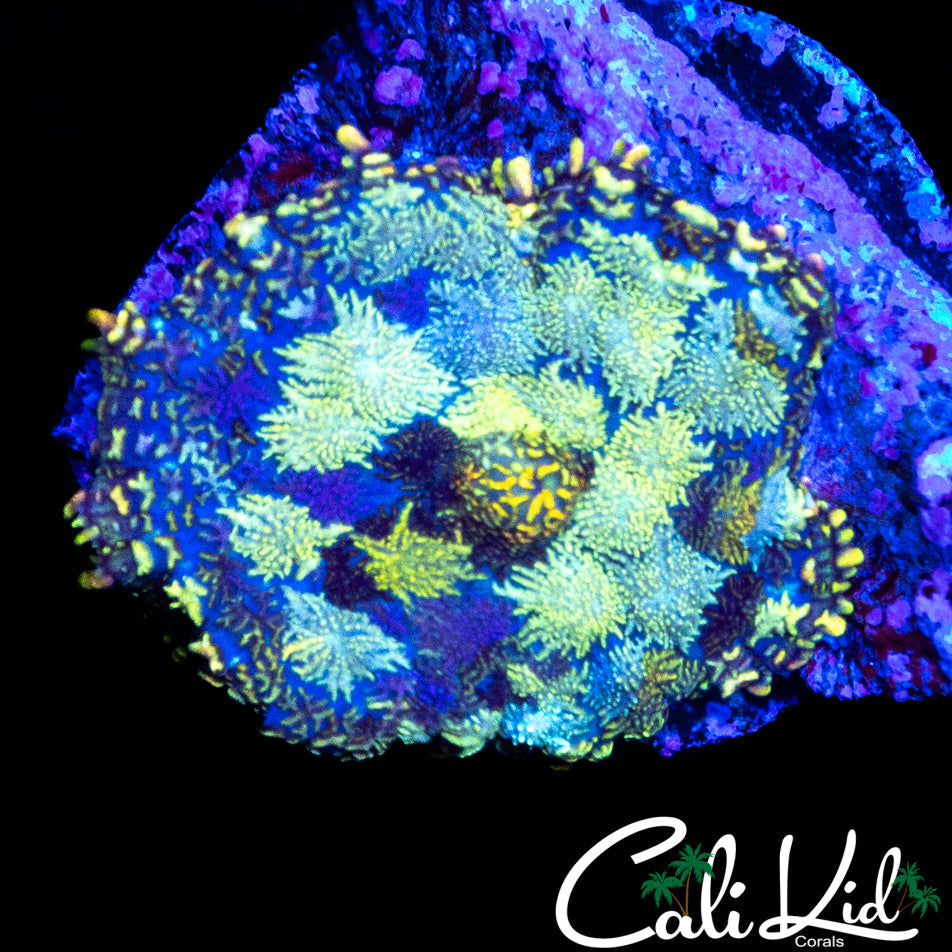 STAINED GLASS MUSHROOM