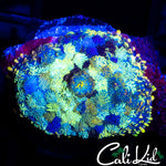 STAINED GLASS MUSHROOM