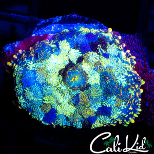 STAINED GLASS MUSHROOM