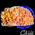 CREAMSICLE CHALICE