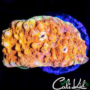 CREAMSICLE CHALICE