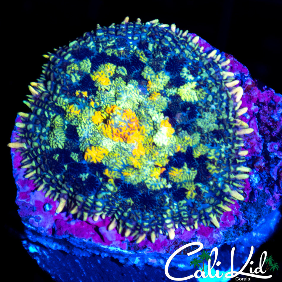 BEAUTIFUL RAINBOW RHODACTIS