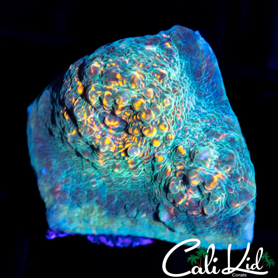 RAINBOW EYE CHALICE