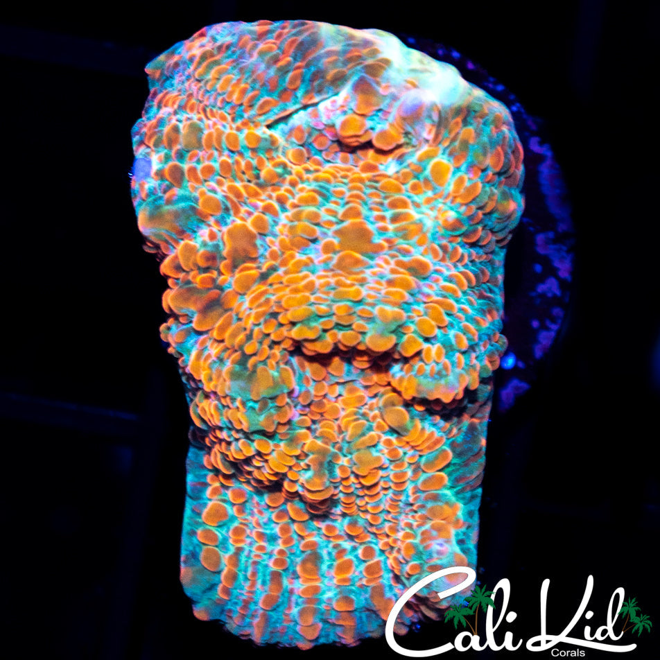 ORANGE CONVICT CHALICE
