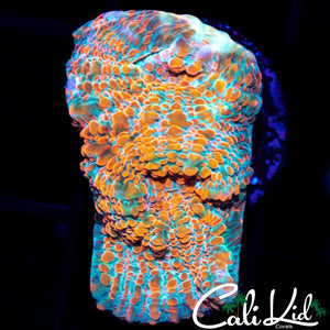 ORANGE CONVICT CHALICE