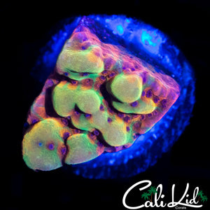 CK BUBONIC MONTI